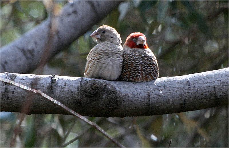 frieda 023.jpg - Twee Rooikop vinkies styf teenmekaar in die winterkoue.